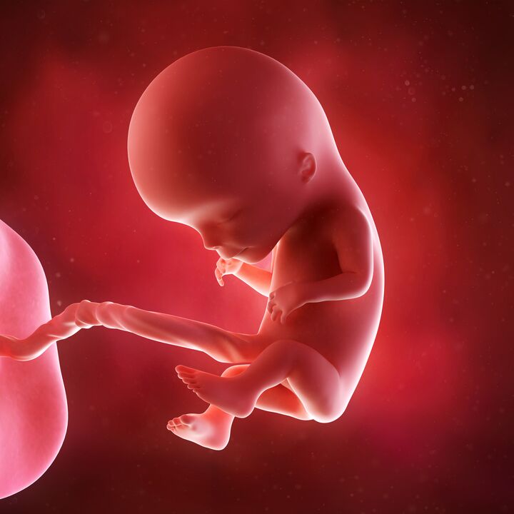 a baby in the womb