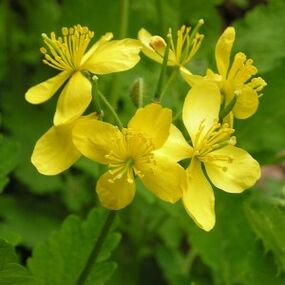 celandine against papilloma